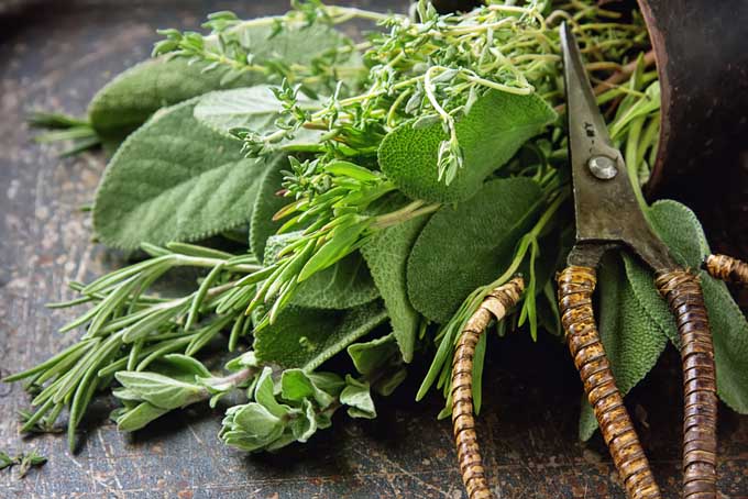 Sage And Rosemary for gray hair